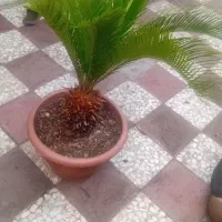 فروش گل
