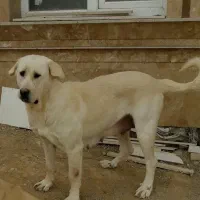سگ گله