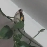 سهره|پرنده|ملارد, |دیوار