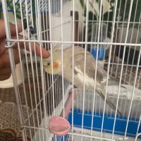 عروس هلندی نر دستی و بازیگوش