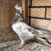 کبوتر پرشی سهره قناری