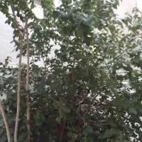 زمین-تجاری-7متر-حاشیه