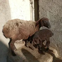 یک راس شیشک با بره