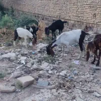 خرمشهر|حیوانات مزرعه|خرمشهر, |دیوار