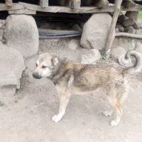 سگ نگهبان