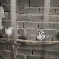 کبوتر فروشی