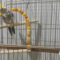 عروس هلندی نرو ماده