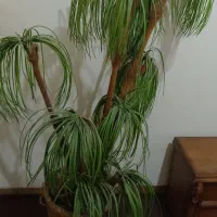 نخل مصنوعی