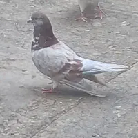 کبوتر بلند پرواز