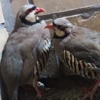 بلدرچین‌ پرورشی