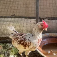 ۵۳ عدد مرغ وخروس واردک نژاد دار
