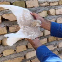 کفتر ساده هفترنگ خال چپ سار موشی