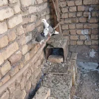 کبوتر شازده