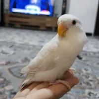 طوطی