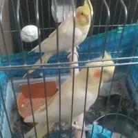 عروس هلندی لوتینو ۸ماهه نروماده