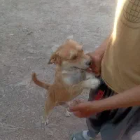 سگ پاکوتاه