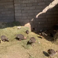 جوجه بوقلمون برنز