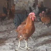 خروس محلی چاق