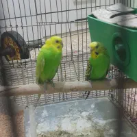 مرغ عشق ب شرق تخم