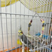 عروس هلندی نر دستی