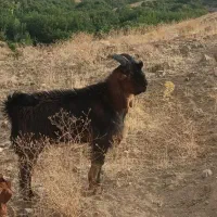 بزغاله نر داشتی
