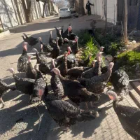 ۳۵ عدد بوقلمون و ۴۰ عدد جوجه بیوتی