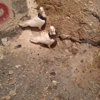 کفتر|پرنده|صالح آباد, |دیوار