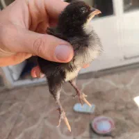 جوجه برهمان 2 هفته