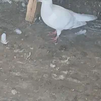 ماده هودی ماده چاپی جفتگاه