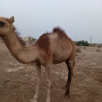 شتر آرام