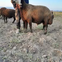 قوچ افشار