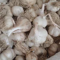 سیر کیلویی ۹۰