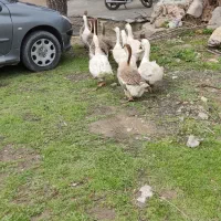 11 عدد غاز و قوغاز