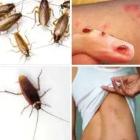 سمپاشی تخصصی سم پاشی حشرات 100٪تضمینی با ضمانت