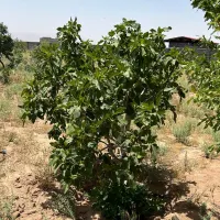 ۵۰۰متر باغ سند تک برگ بی همتا درشهر مامونیه|فروش زمین و ملک کلنگی|تهران, بلوار کشاورز|دیوار