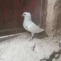 پرنده|پرنده|کشکوئیه, |دیوار