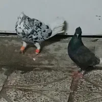 نرماده نطفی دم سفید و هفرنگ دم سفید ۱۴دم