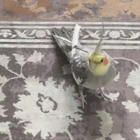 عروس هلندی