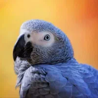 فروش و خرید پرنده طوطی کاسکو کاکادو آرا شاه طوطی