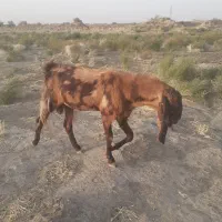 نر بز  و گوسفند