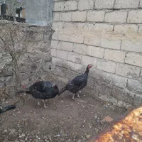 هشدرخان