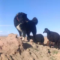 سگ اصیل اصفهانی (قهدریجانی)