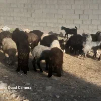 کهره و بره علفی