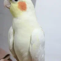 عروس هلندی
