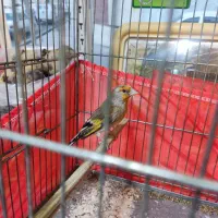 سهره قناری نر