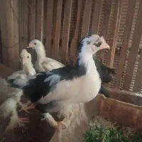 جوجه|حیوانات مزرعه|خمینی‌شهر, |دیوار