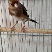 ماده سره جوجه قفس