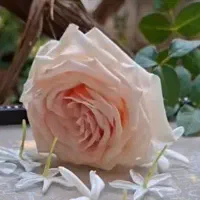 مترجم عربی خانم