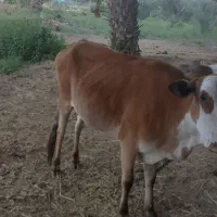 گستر چاق و سرحال درضمن کهنوج