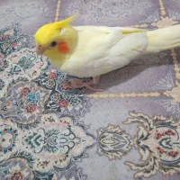 جوجه عروس هلندی  دستی